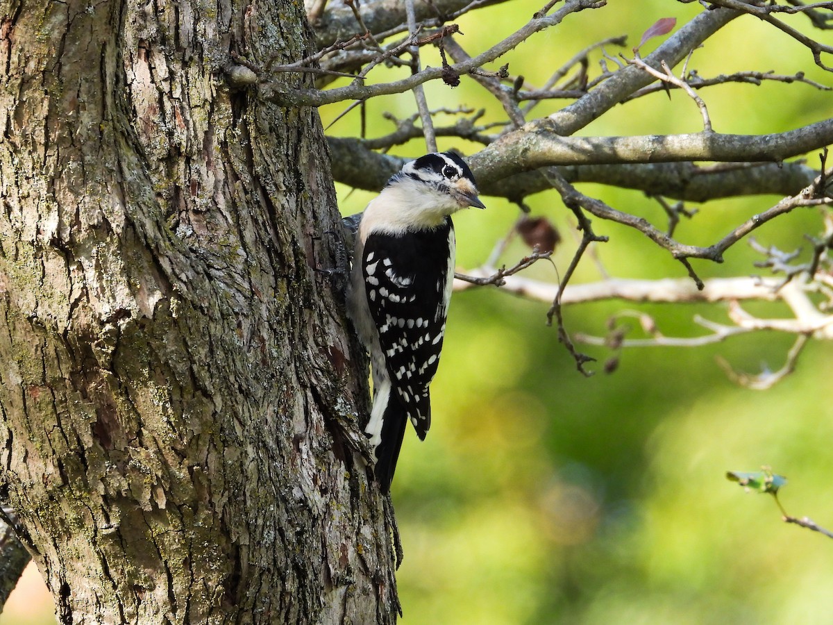 Downy Woodpecker - ML623927455