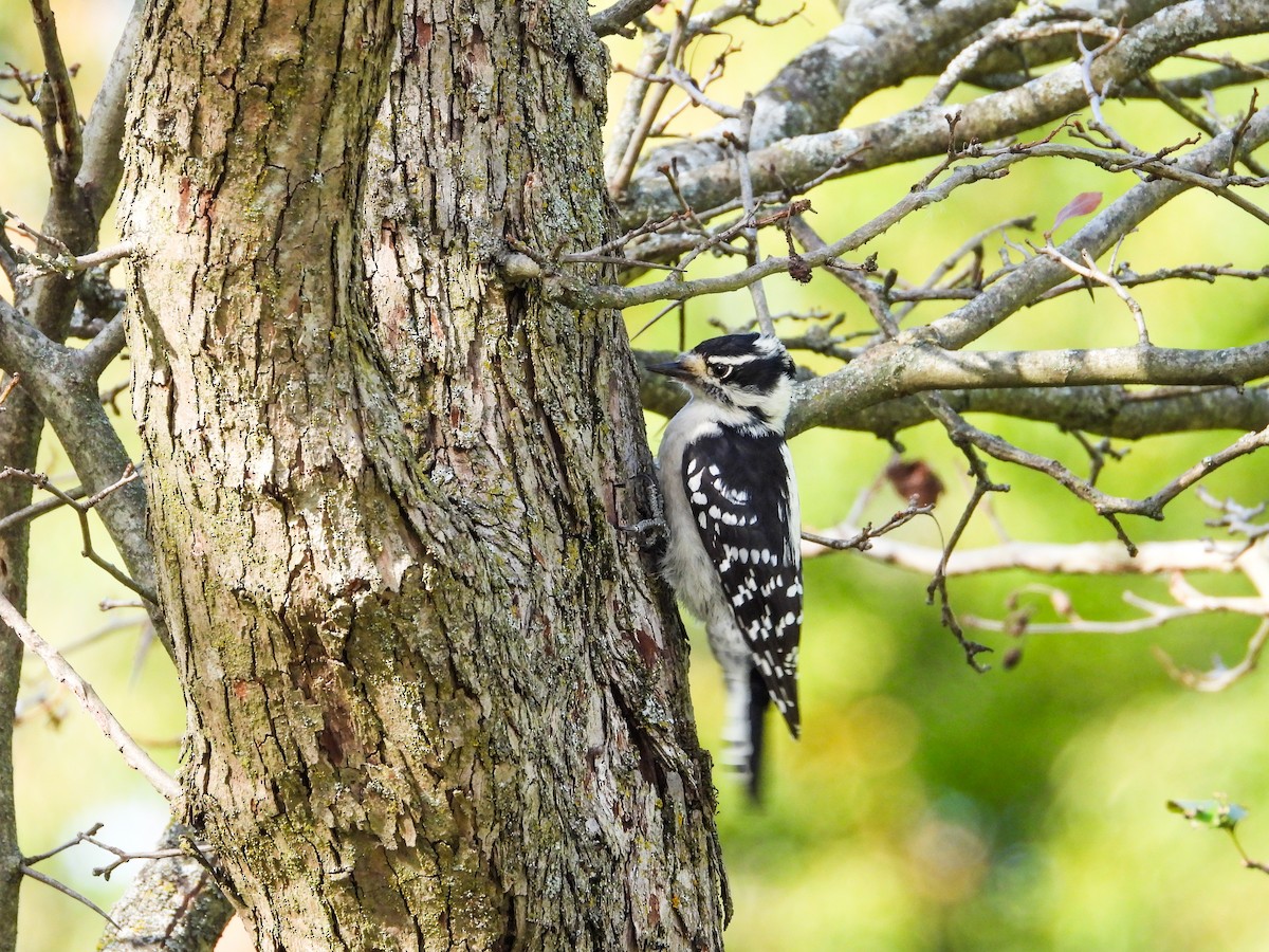 Downy Woodpecker - ML623927456