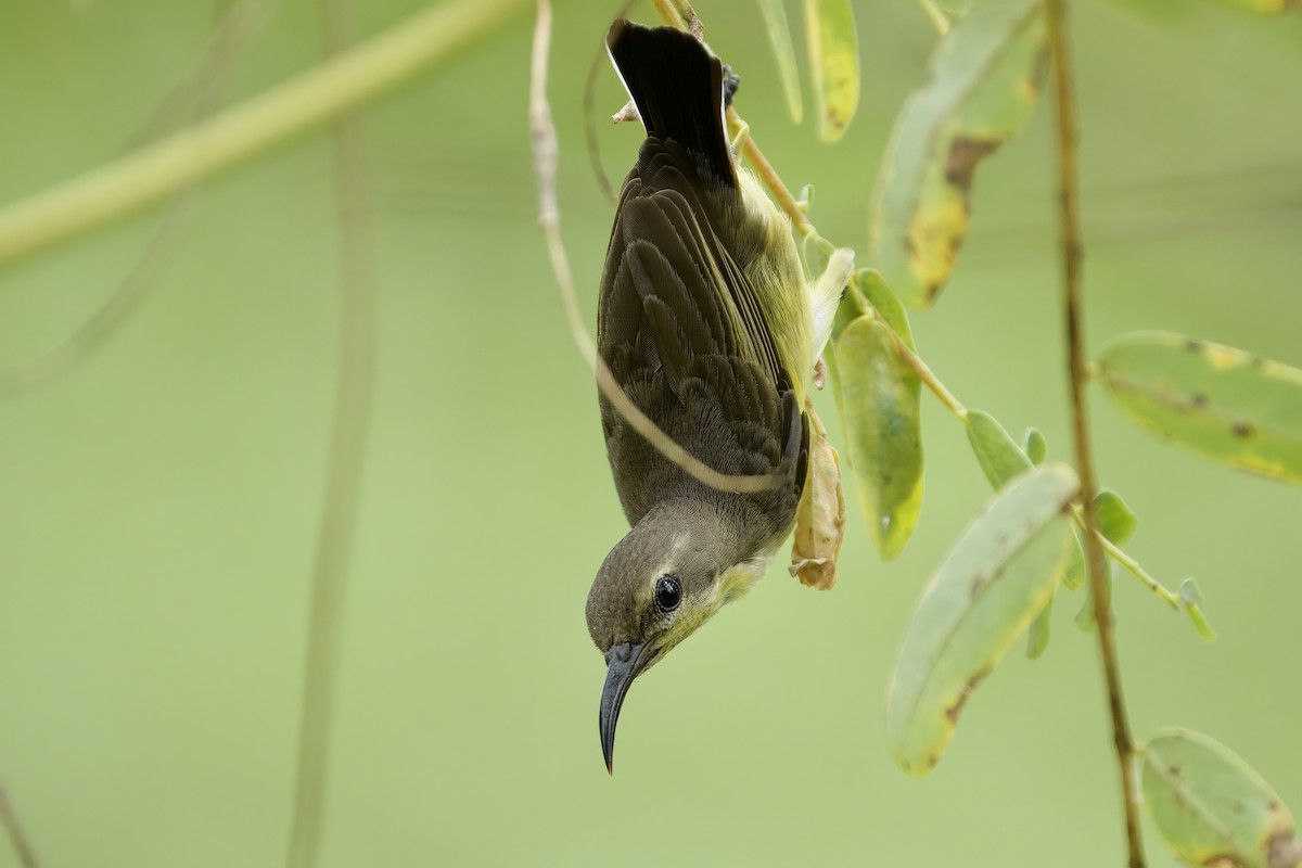 Suimanga Ornado (grupo ornatus) - ML623927459