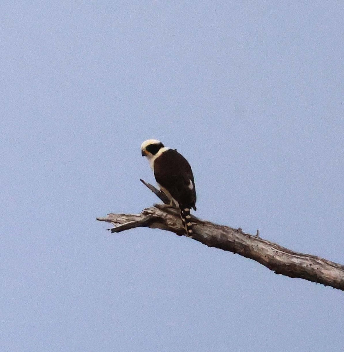 Laughing Falcon - ML623927495