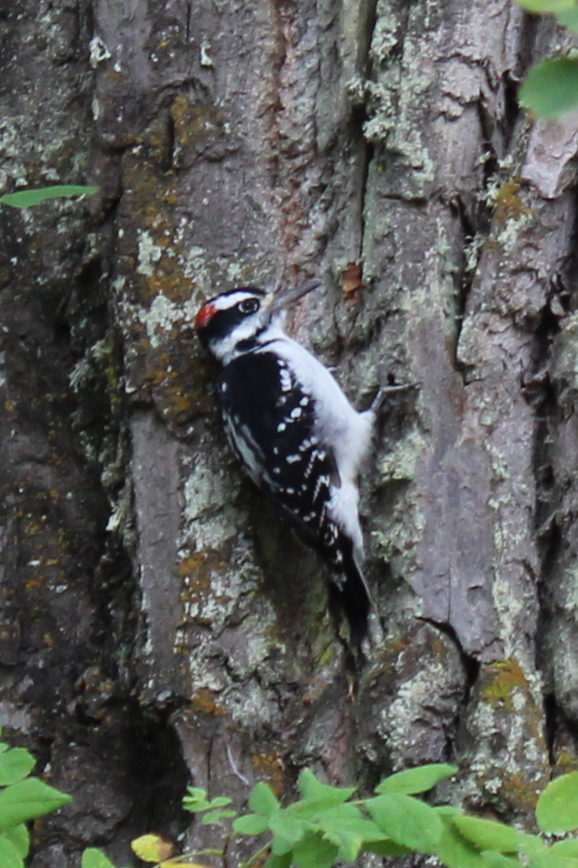 Hairy Woodpecker - ML623927505