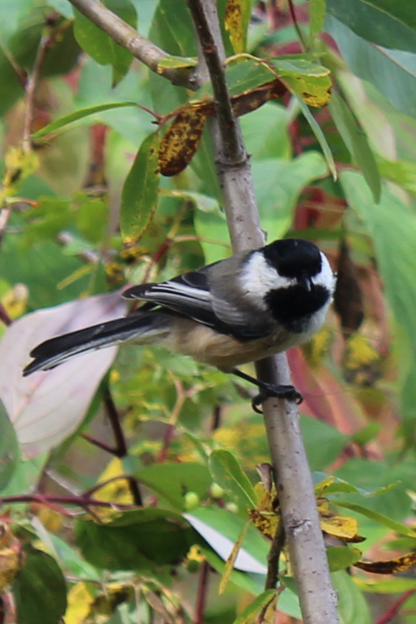 Black-capped Chickadee - ML623927520