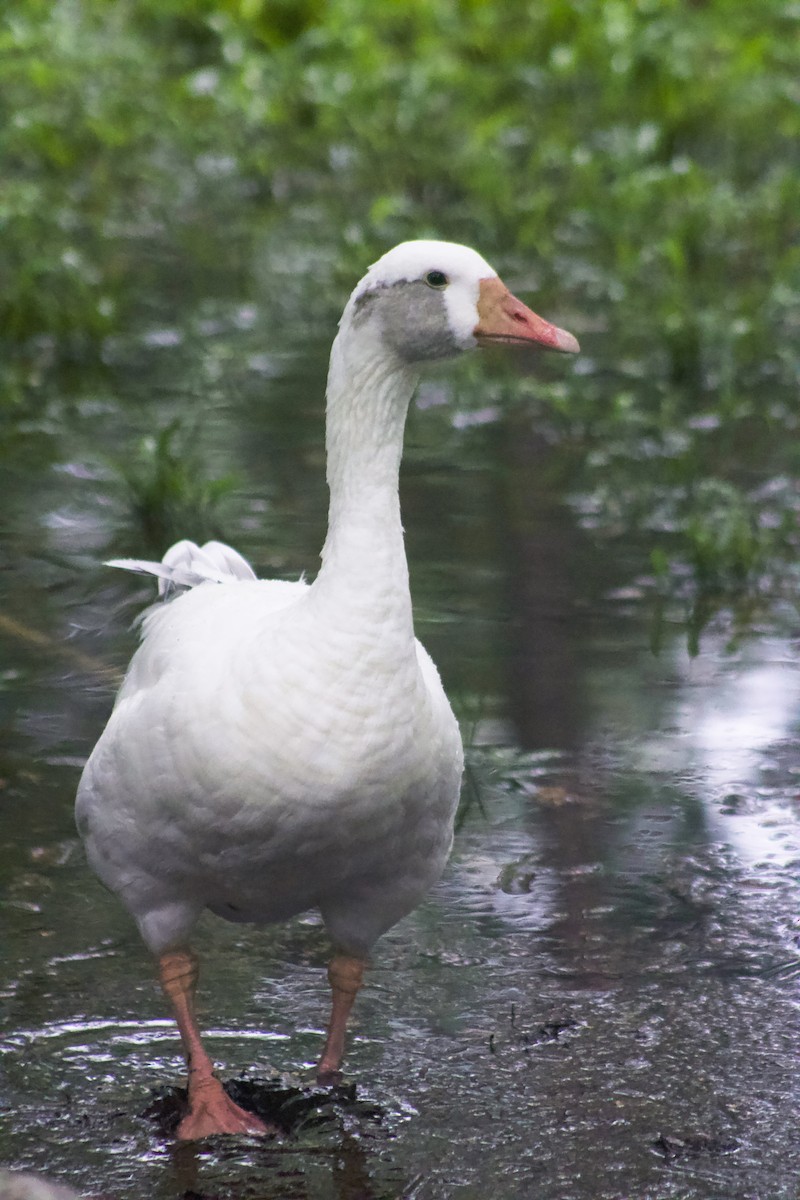 Graylag Goose (Domestic type) - Claude Durand