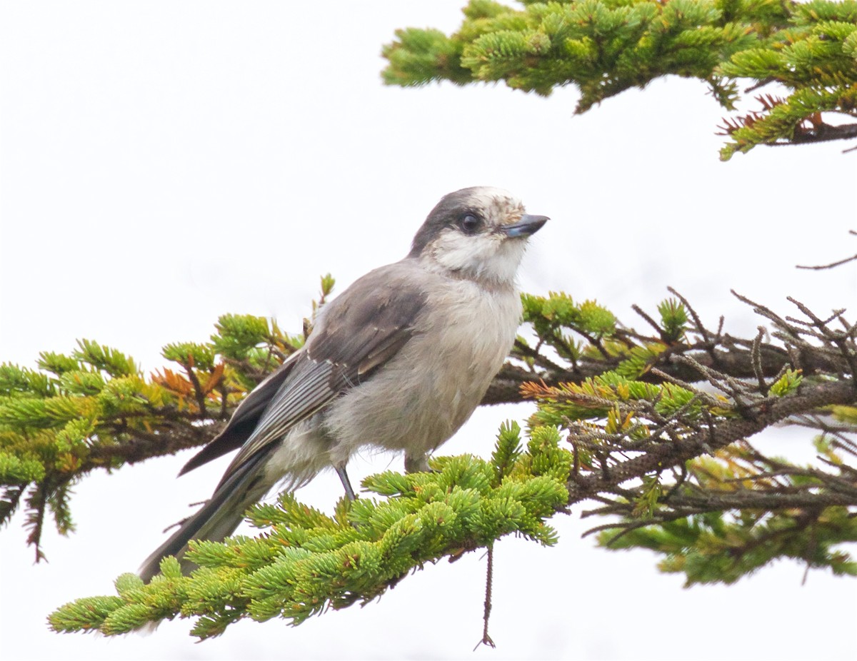 Canada Jay - ML623927560