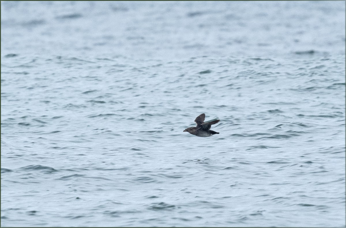 Rhinoceros Auklet - ML623927589