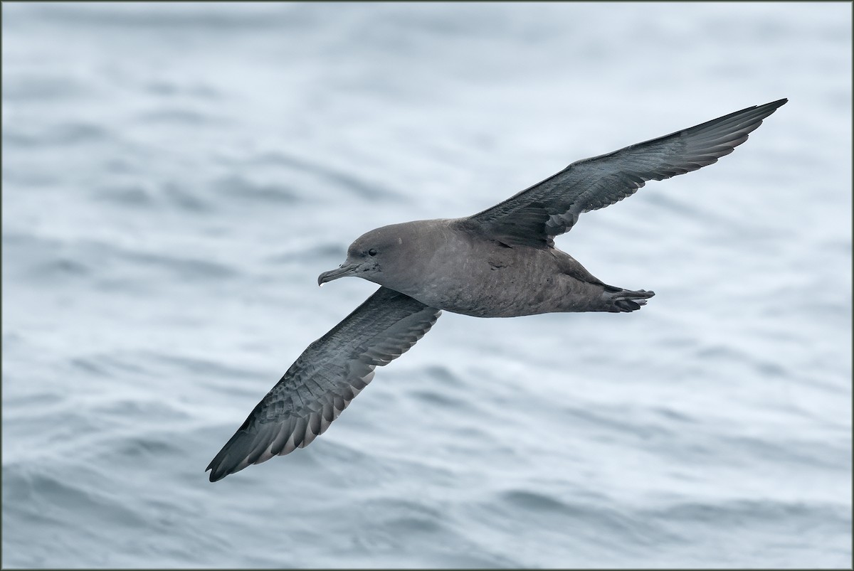 Sooty Shearwater - ML623927602