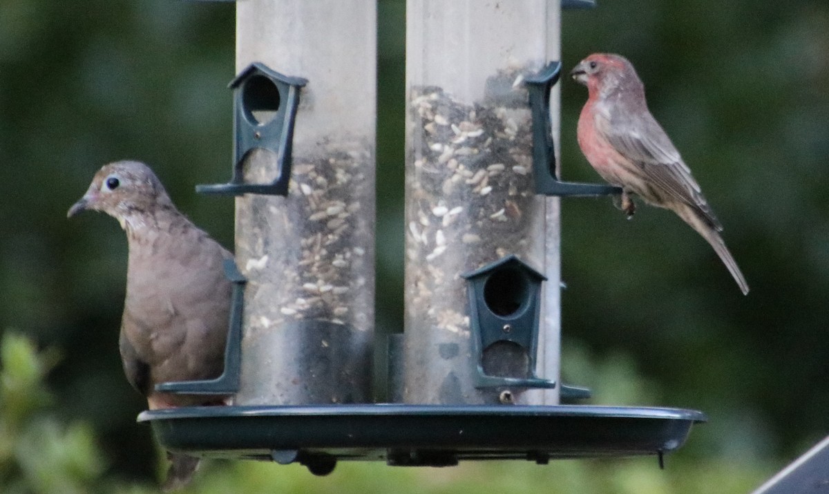 Mourning Dove - ML623927604