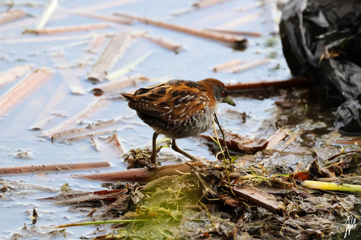 Baillon's Crake - ML623927605