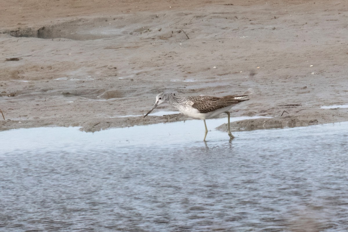 Common Greenshank - ML623927612