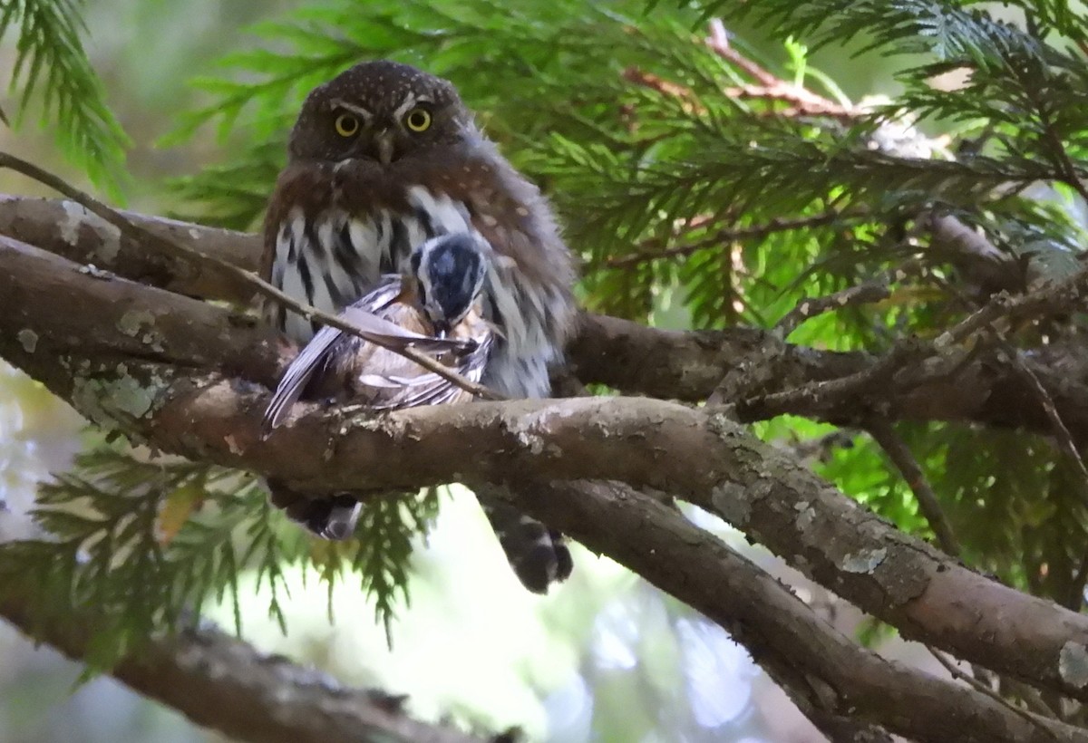 Northern Pygmy-Owl - ML623927625