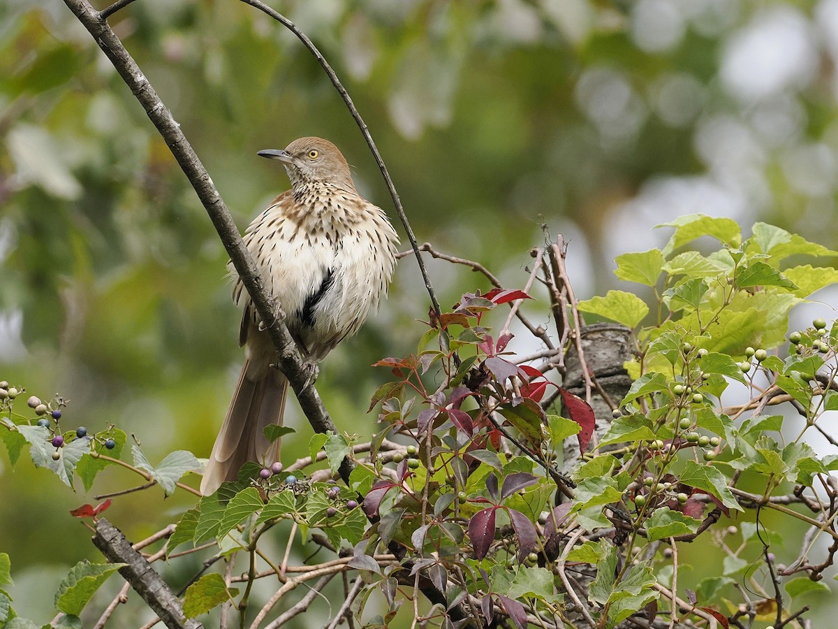 Brown Thrasher - ML623927628