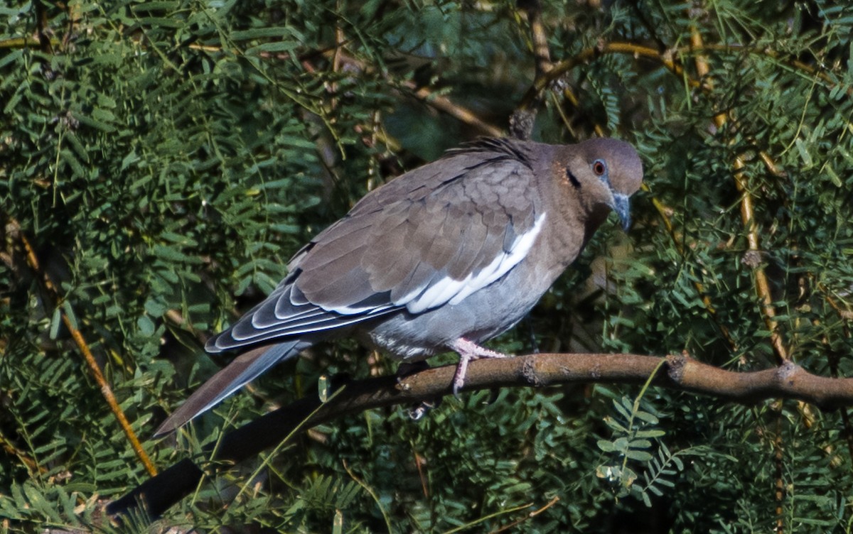 White-winged Dove - ML623927662