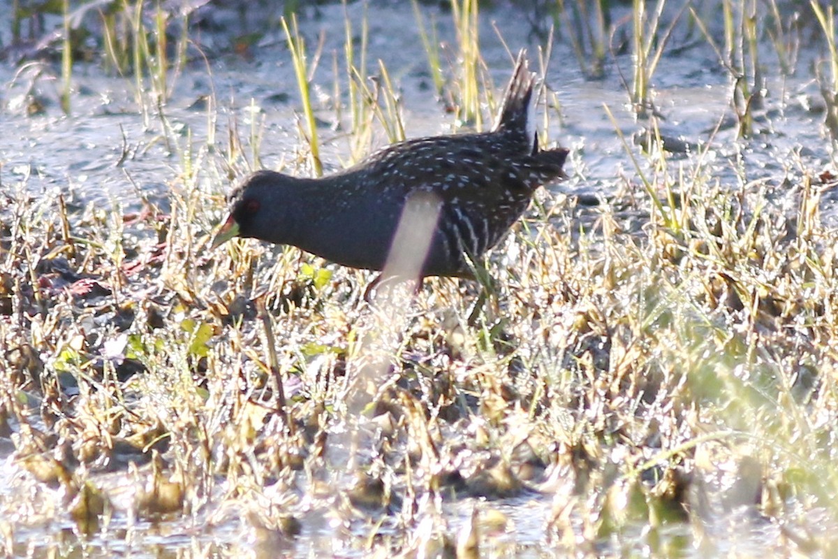 Australian Crake - Dave O'Connor