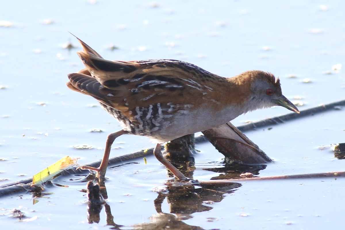 Baillon's Crake - Dave O'Connor