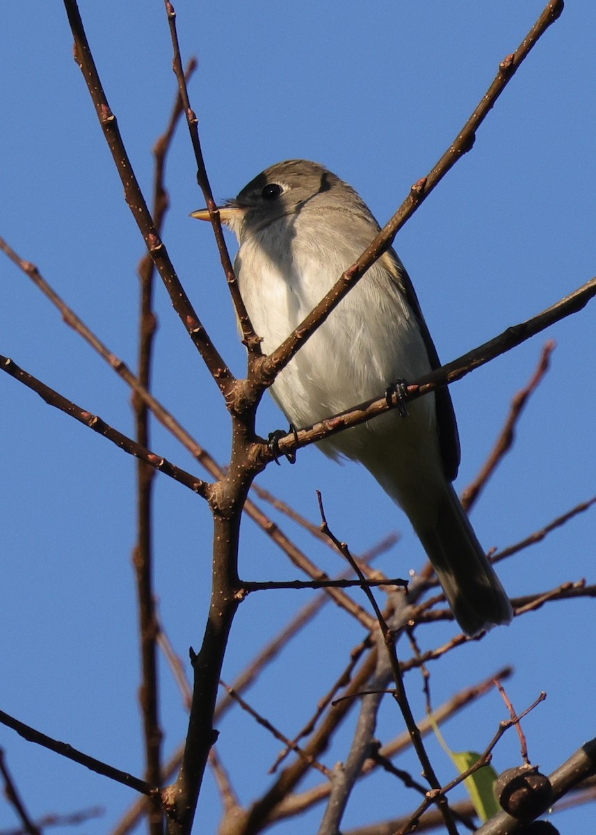 Alder/Willow Flycatcher (Traill's Flycatcher) - ML623927703