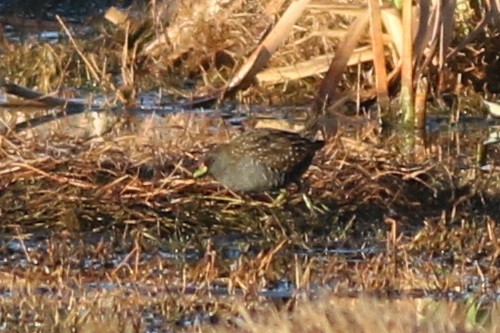 Australian Crake - ML623927709