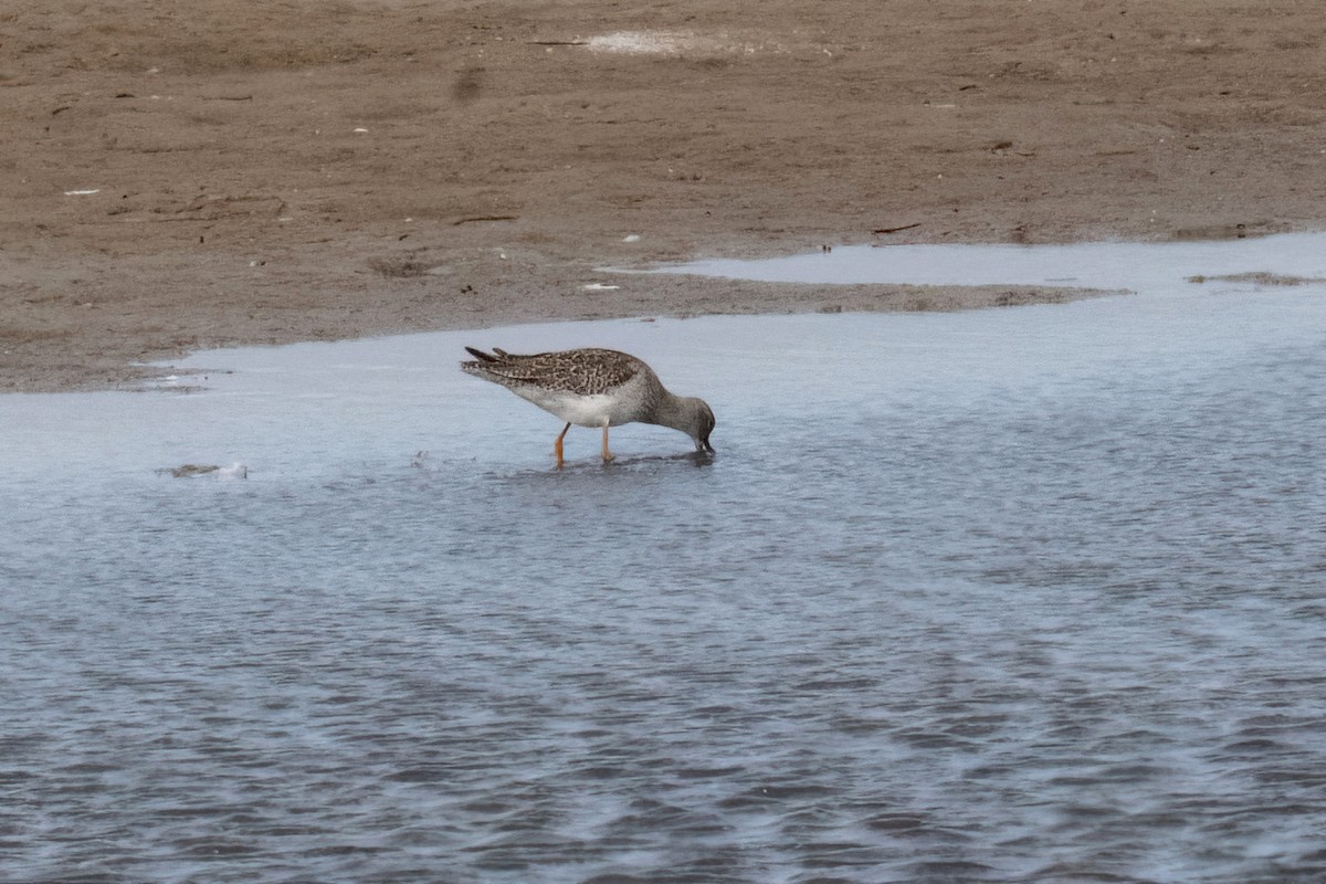 Spotted Redshank - ML623927714