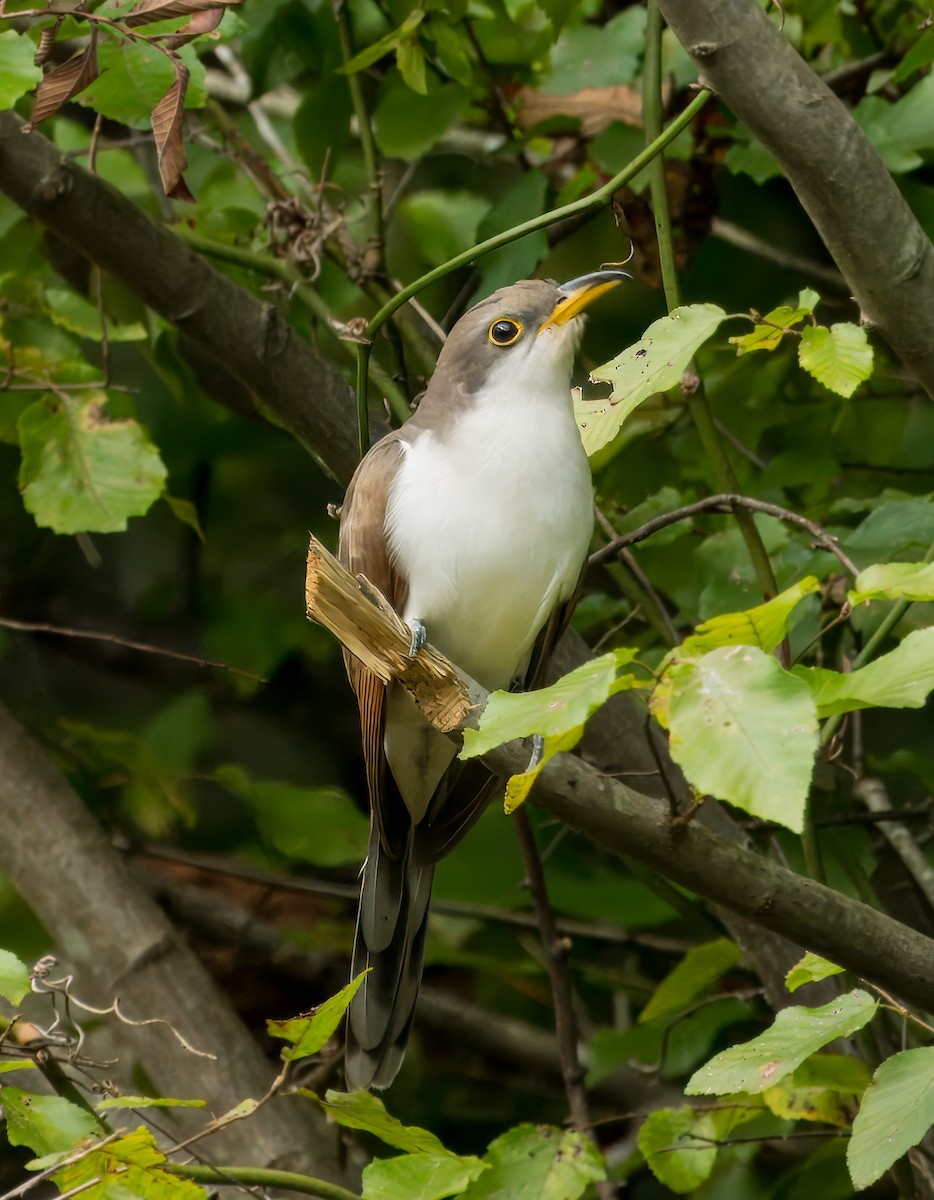 Yellow-billed Cuckoo - Pramod Prabhu