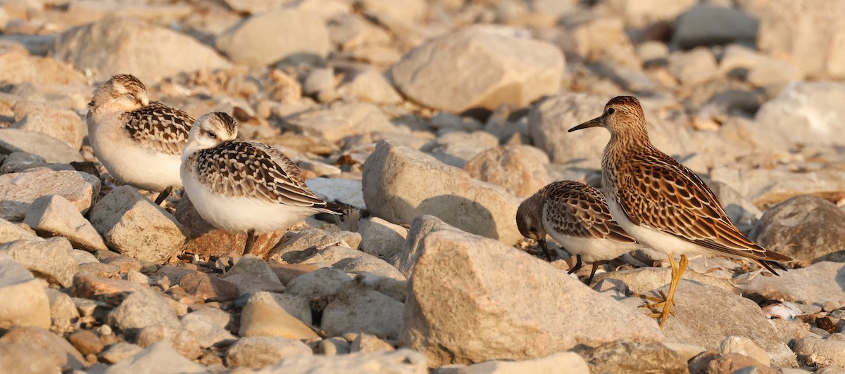 Sanderling - ML623927744