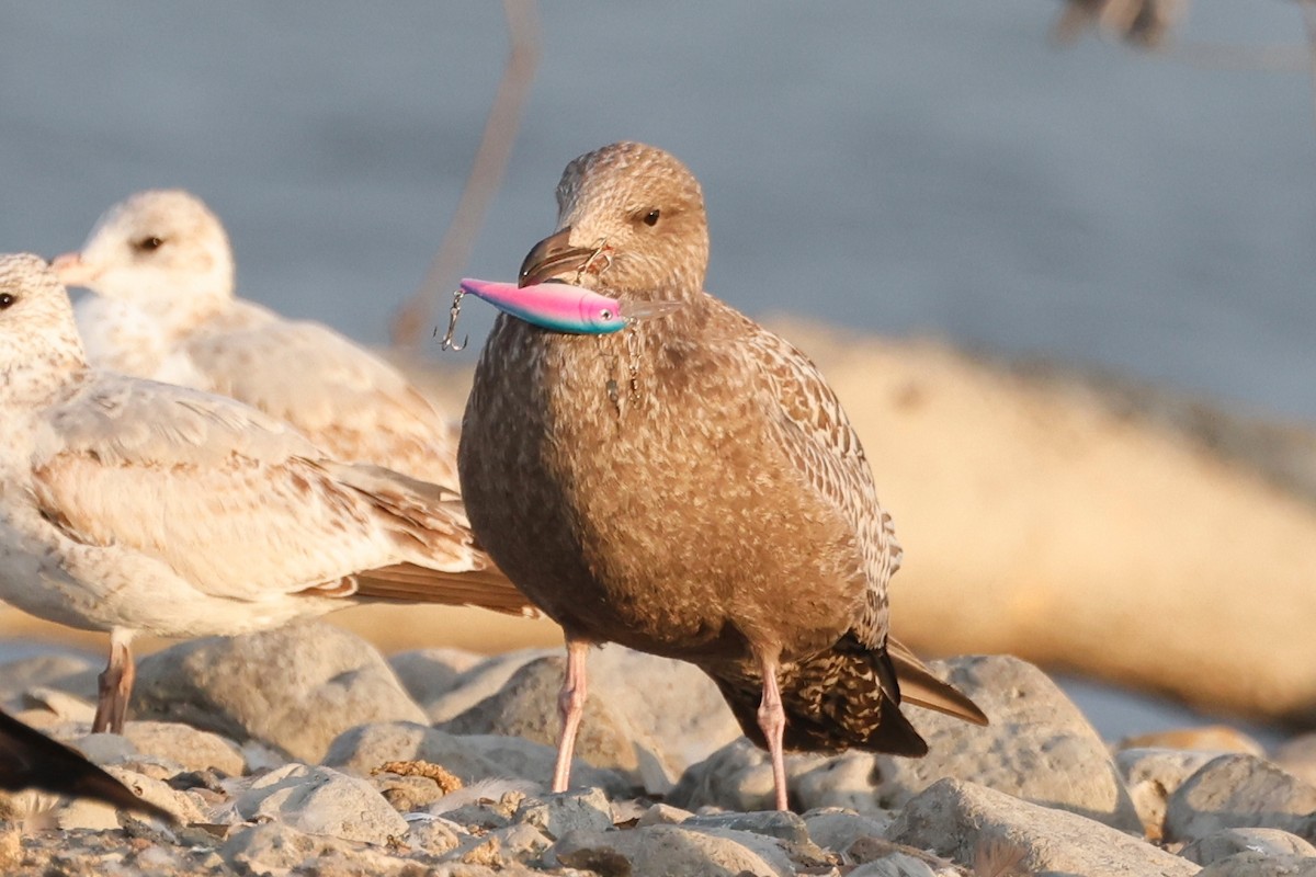 Herring Gull (American) - ML623927753