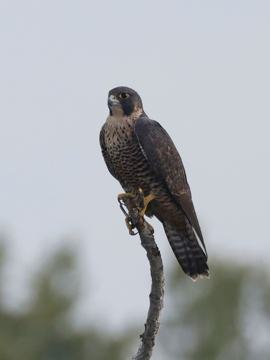 Peregrine Falcon - ML623927772