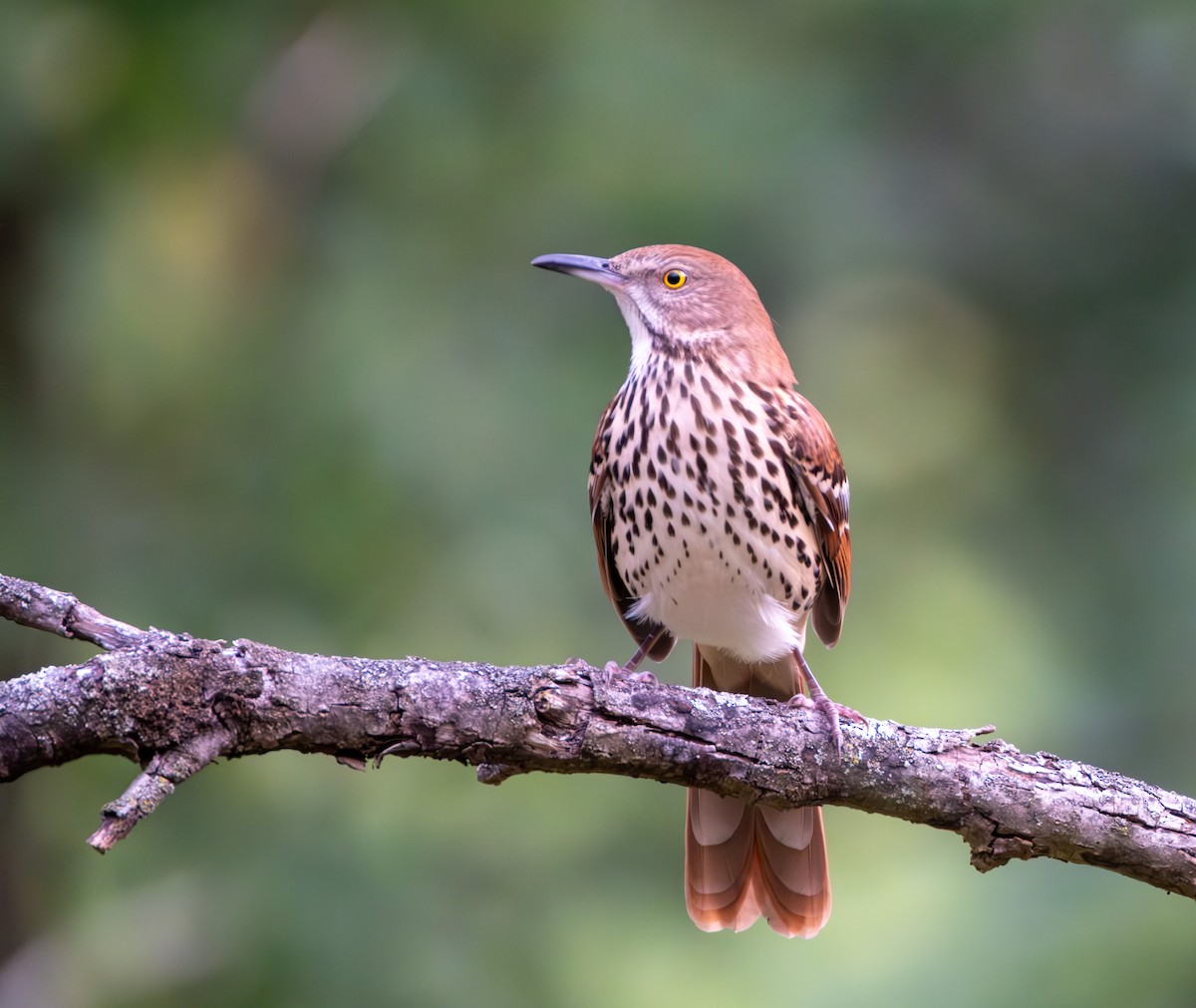 Brown Thrasher - ML623927774