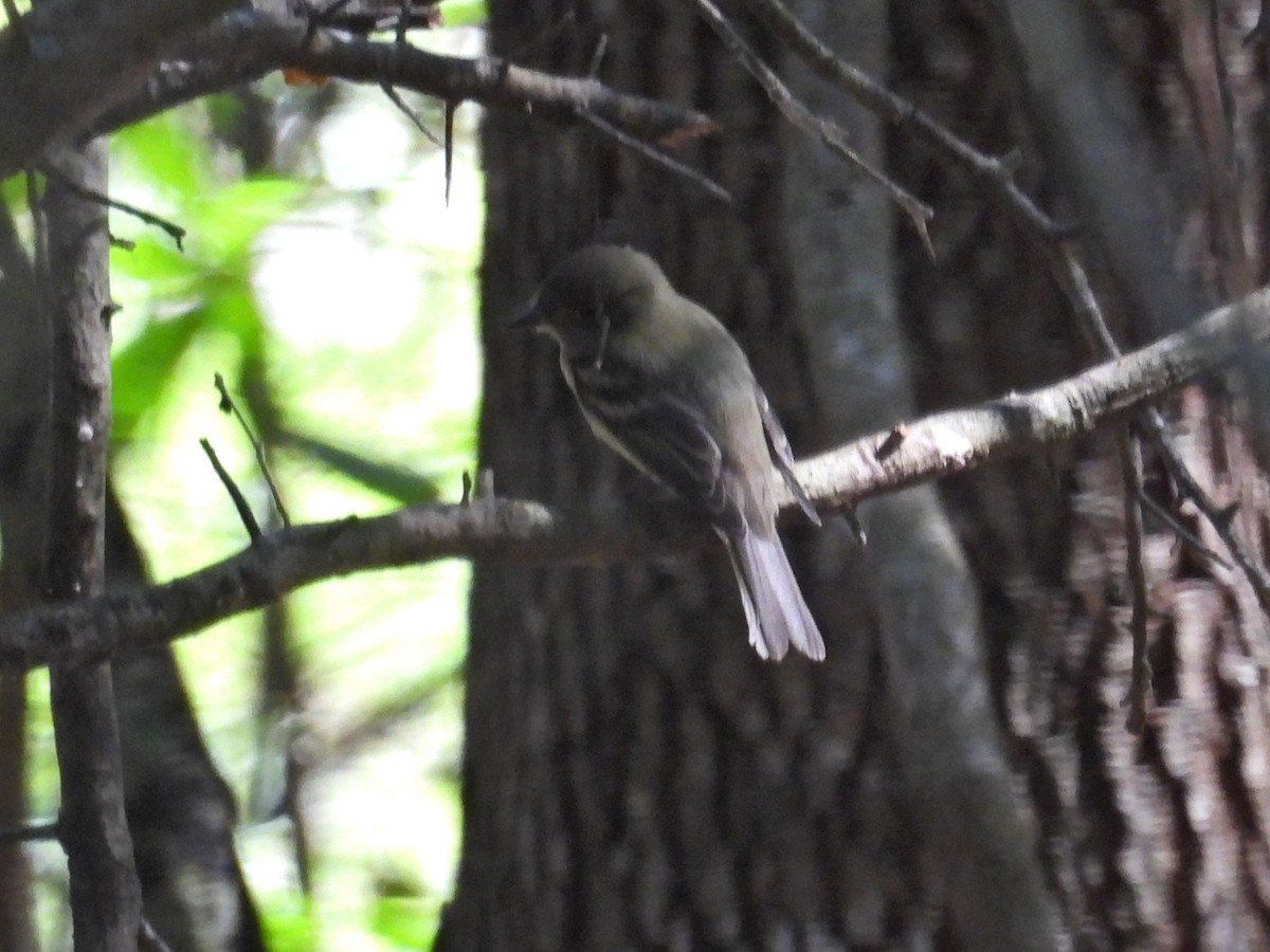 Empidonax sp. - ML623927788