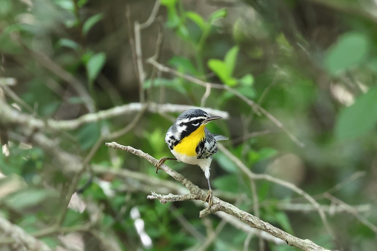 Yellow-throated Warbler - ML623927794