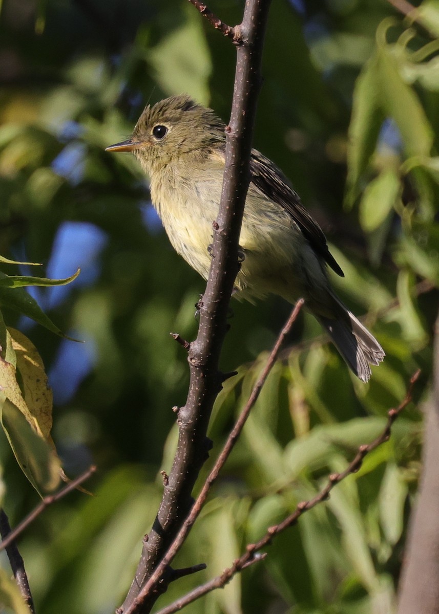 Yellow-bellied Flycatcher - ML623927799