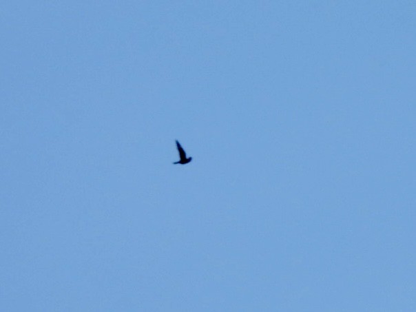 Common Nighthawk - ML623927800