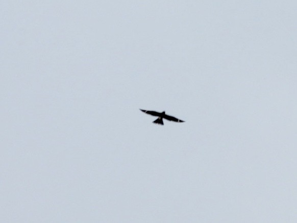 Common Nighthawk - ML623927802