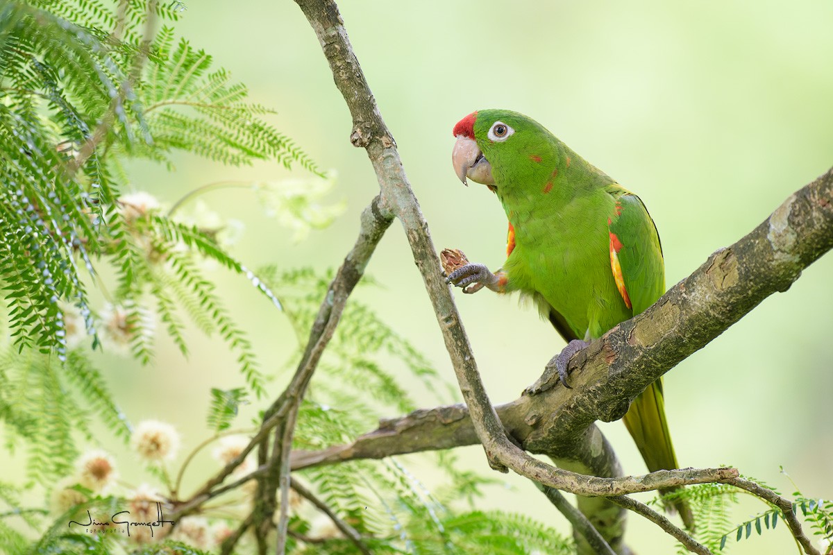 Crimson-fronted Parakeet - ML623927807