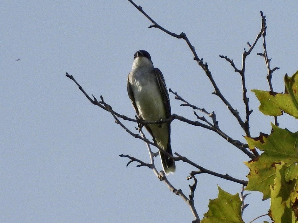 Eastern Kingbird - ML623927808
