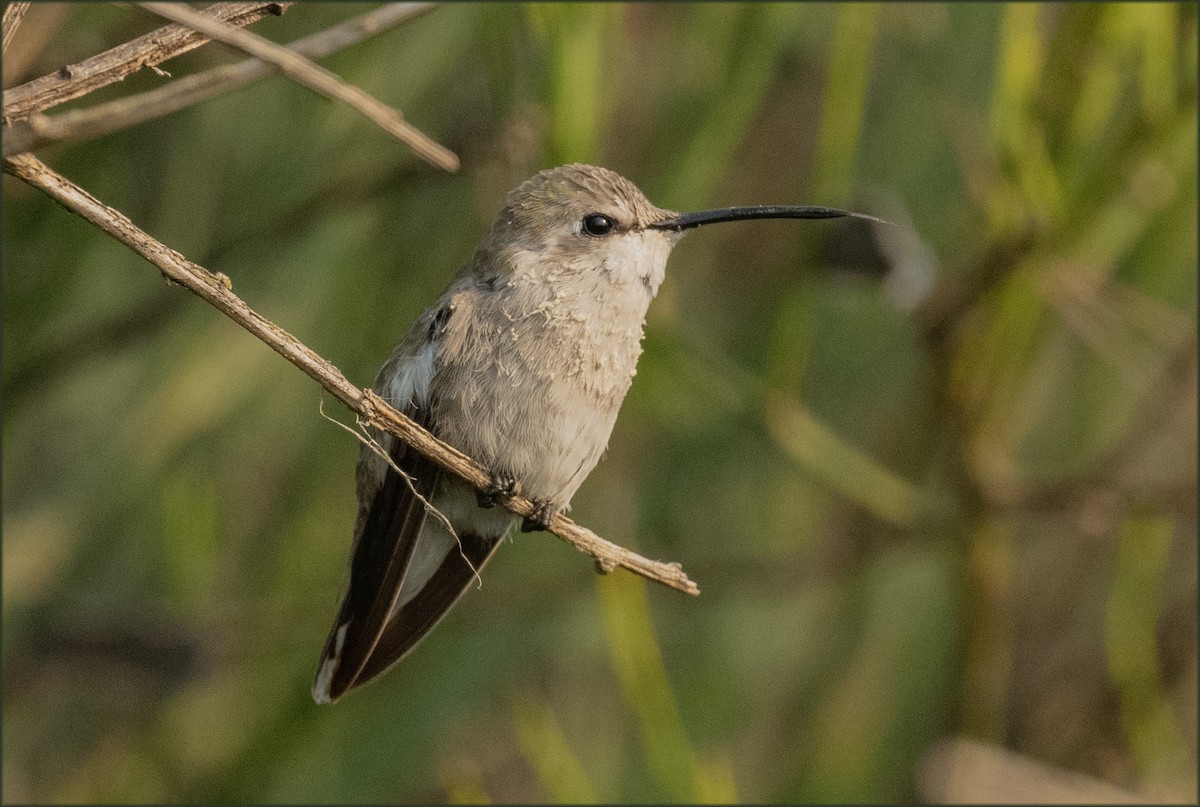 Colibrí de Costa - ML623927809