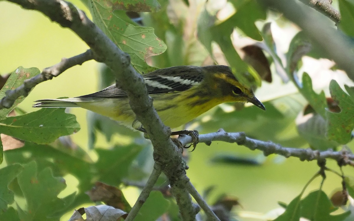 Blackburnian Warbler - ML623927812