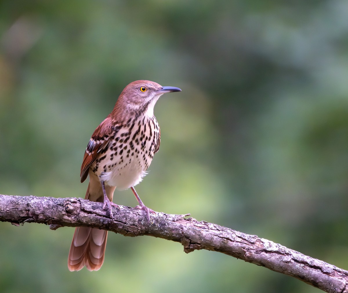 Brown Thrasher - ML623927814