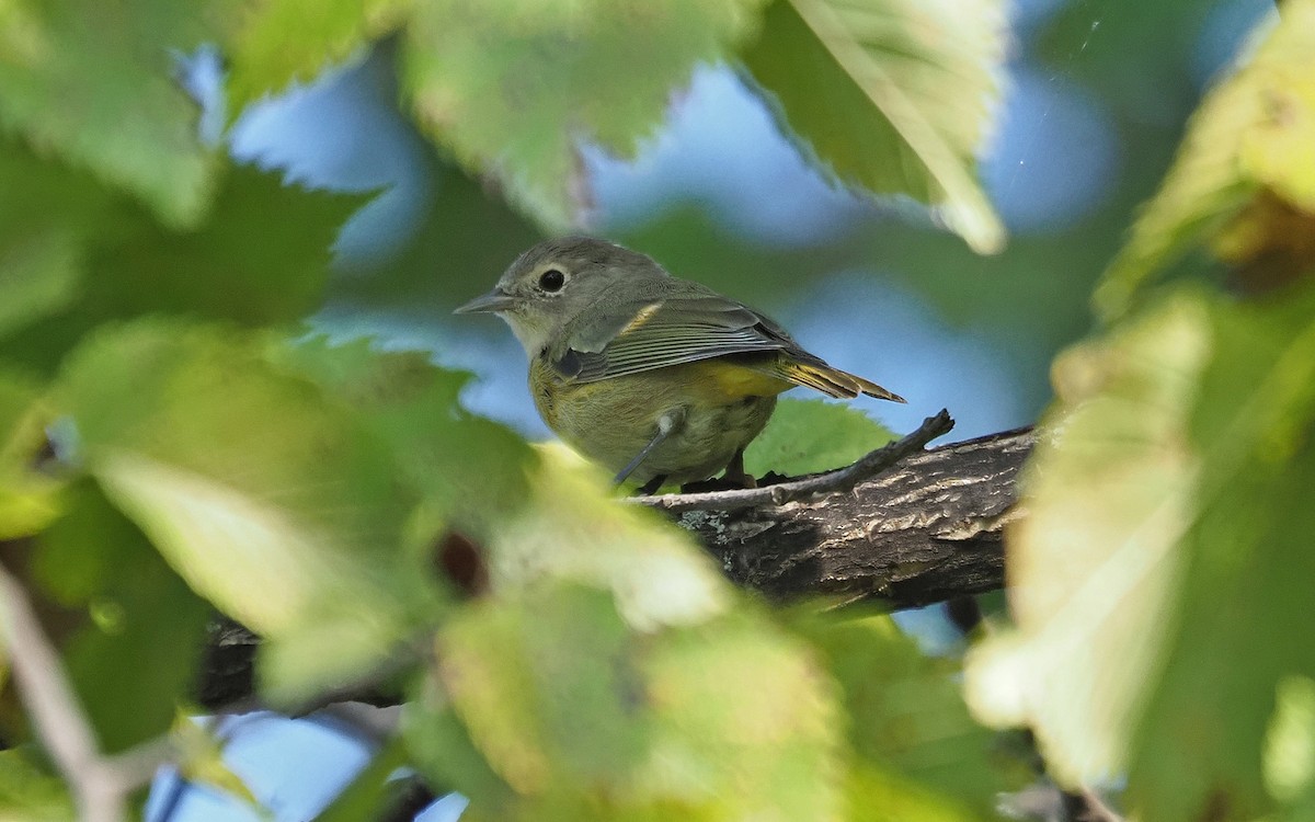 Nashville Warbler - ML623927816