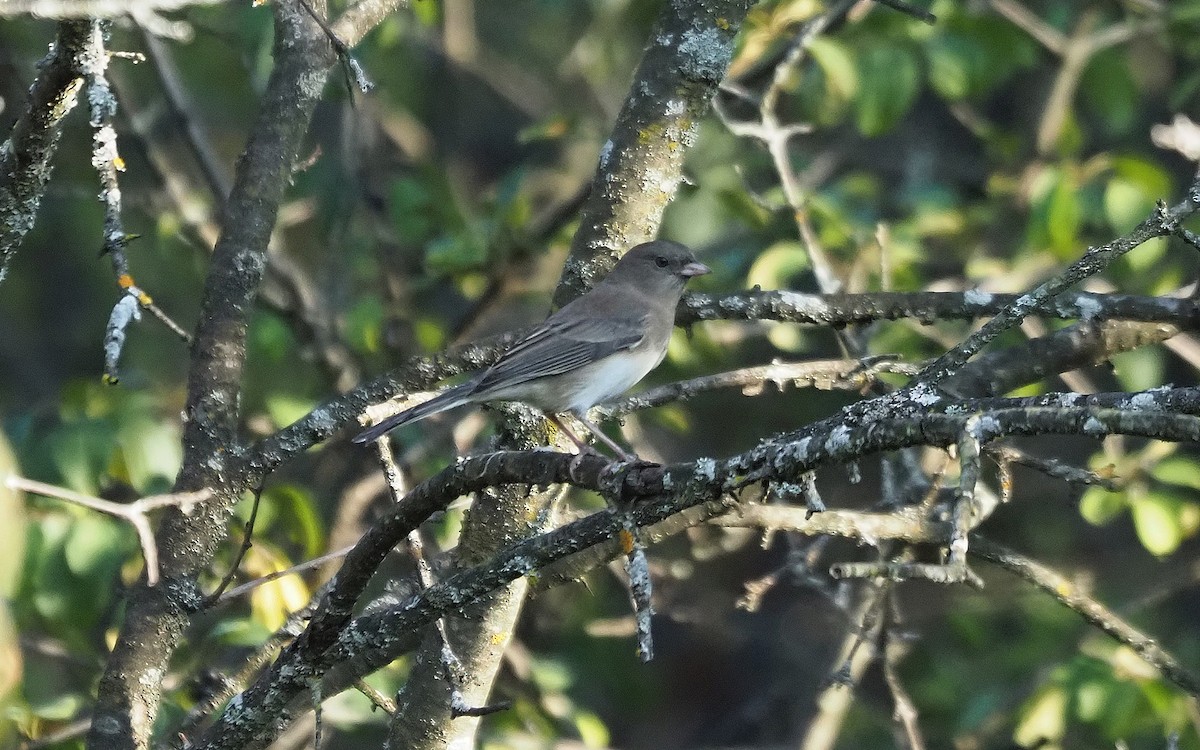 Dark-eyed Junco - ML623927821