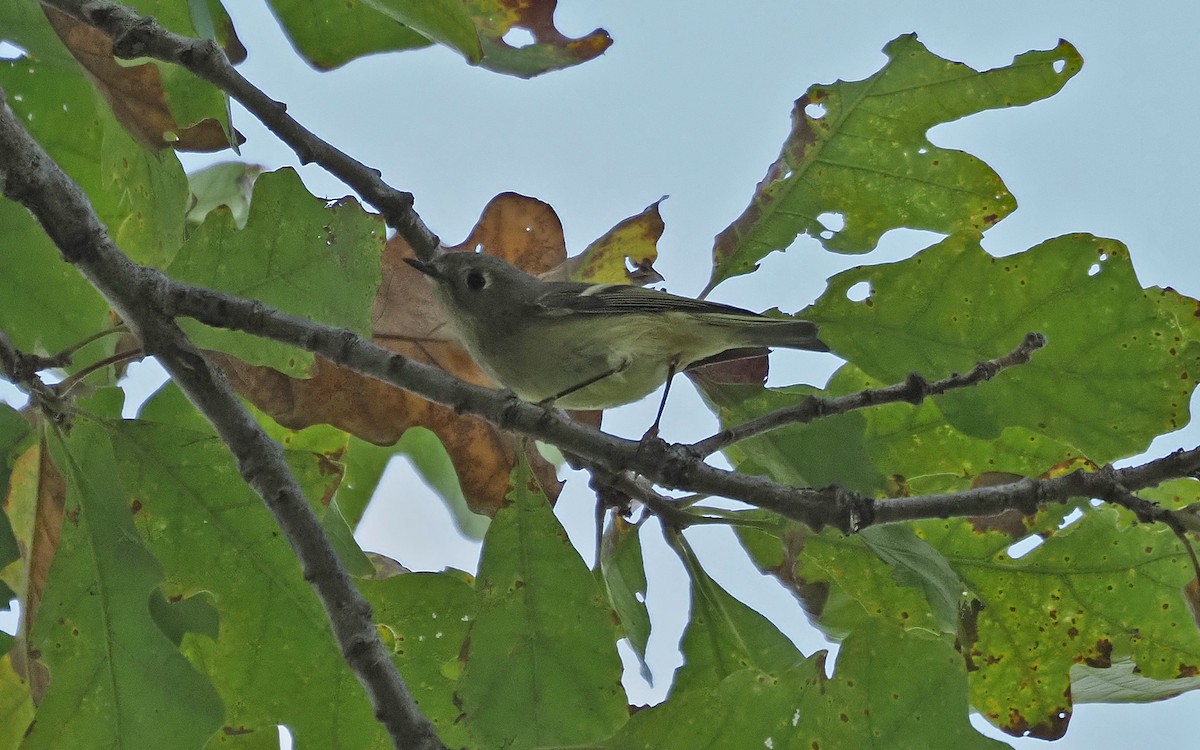 Ruby-crowned Kinglet - ML623927822