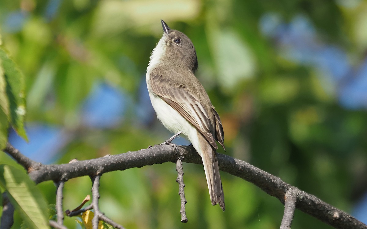 Eastern Phoebe - ML623927827