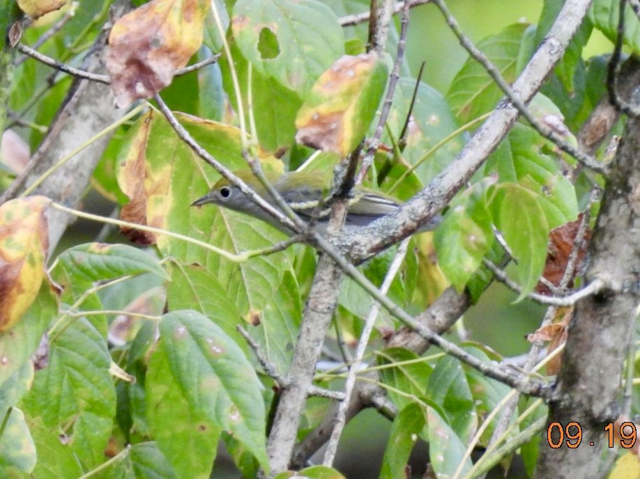 Chestnut-sided Warbler - ML623927831