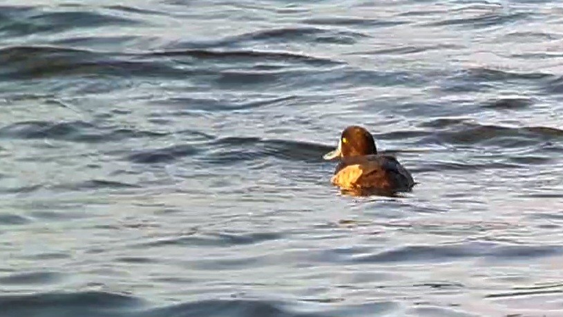 Tufted Duck - ML623927840