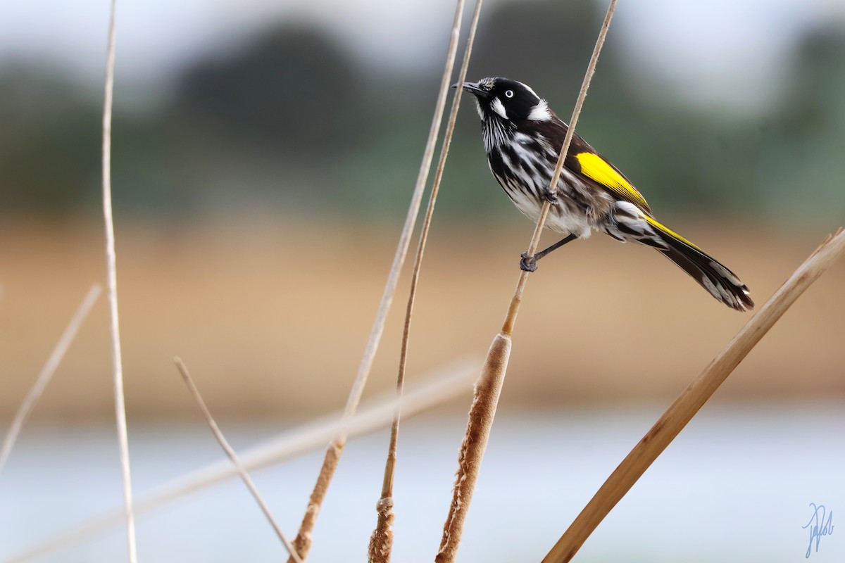 New Holland Honeyeater - ML623927864