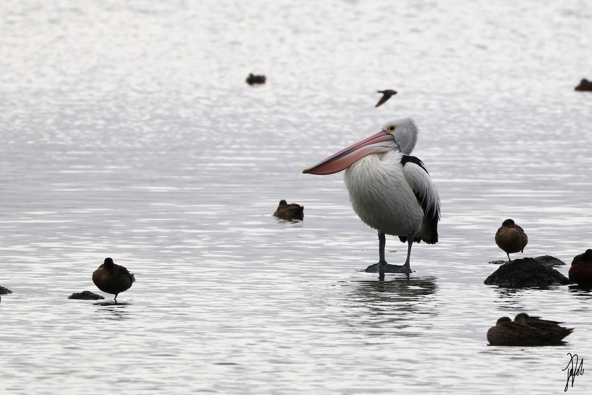 Australian Pelican - ML623927882