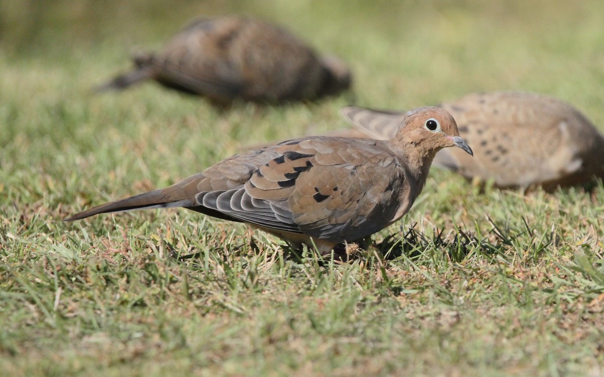 Mourning Dove - ML623927936