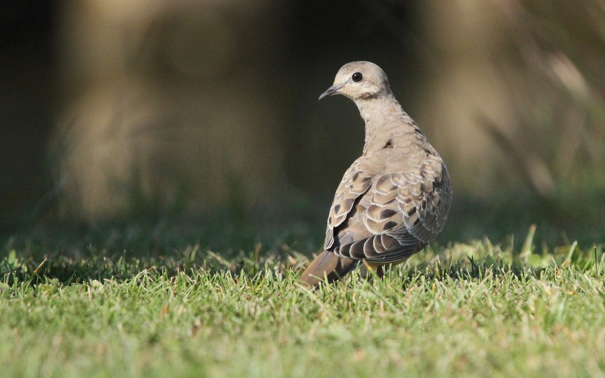 Mourning Dove - ML623927941