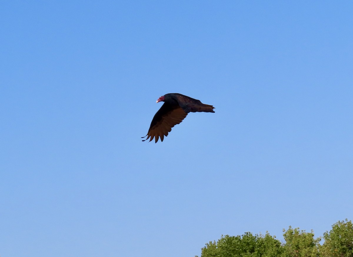 Turkey Vulture - ML623927951