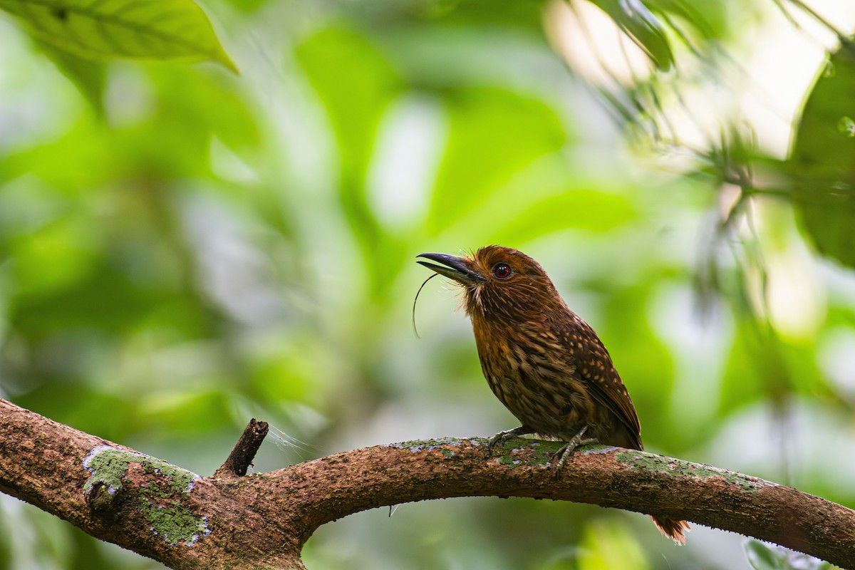 White-whiskered Puffbird - ML623927994