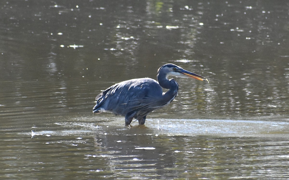 Garza Azulada - ML623928003