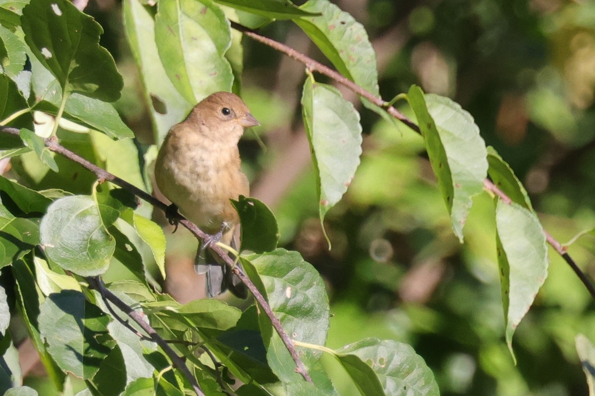 Indigo Bunting - ML623928010